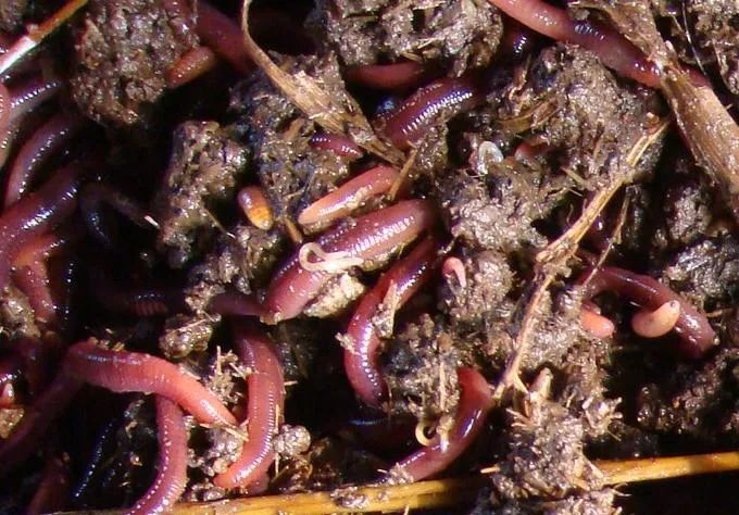 的凈工業除臭劑高效治理蚯蚓養殖惡臭異味大、牛糞味濃 .jpg