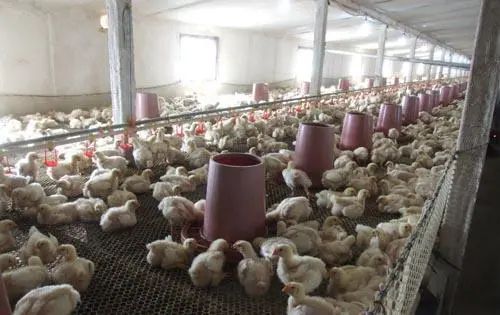 潔匠凈化·的凈工業除臭劑_養殖場臭氣來源有哪些？