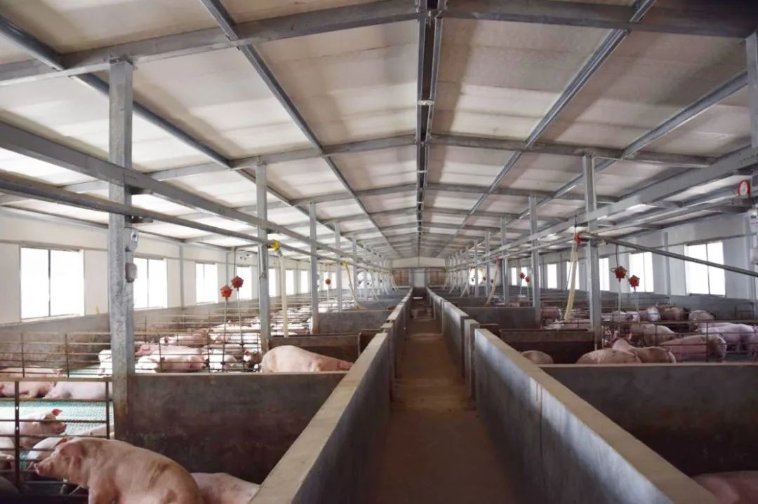 隨著氣溫逐漸升高，不少養豬戶反映，豬舍臭味越發濃烈。刺鼻的惡臭異味一方面會危害畜禽的健康，降低畜禽的抗病能力，容易導致呼吸道疾??；另外一方面還會影響飼養人員的身心健康，降低人體抵抗力。如何解決？小匠給大家分享6大方法。